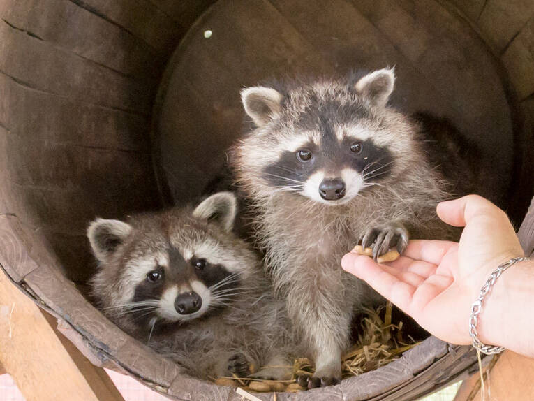 Zwei Waschbären sitzen in einem Nest. Zwei Waschbären sitzen in einem Nest.